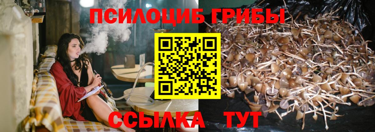 Галлюциногенные грибы мицелий  Псилоцибиновые грибы Psilocybe  Вход с VPN  Лениногорск 